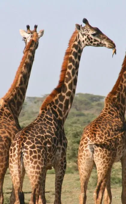 Drei Giraffen in einem Nationalpark in Tansania.