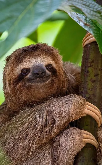 Faultier in Costa Rica hält sich an einem Baum fest und schaut verschlafen in die Kamera.