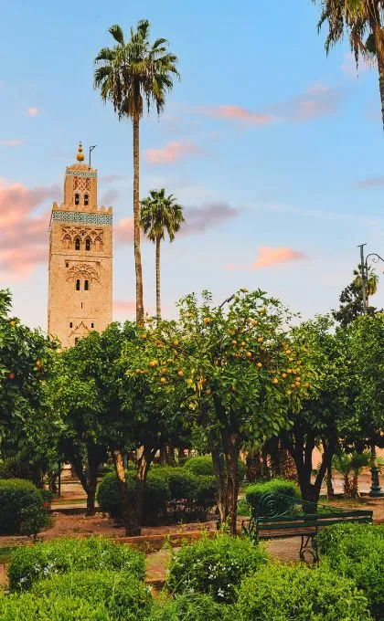 Die Koutoubia Moschee in Marrakesch ragt hinter Orangen- und Palmbäumen auf.