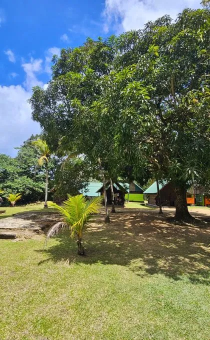 Kleine Holzhäuschen stehen auf einer Lichtung im Dschungel Surinames.