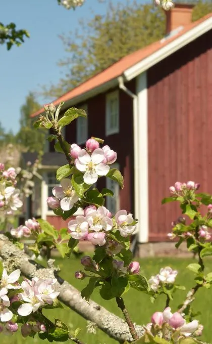 Kirschblüten an einem Zweig im Vordergrund. Im Hintergrund steht eine rote, schwedische Hütte.
