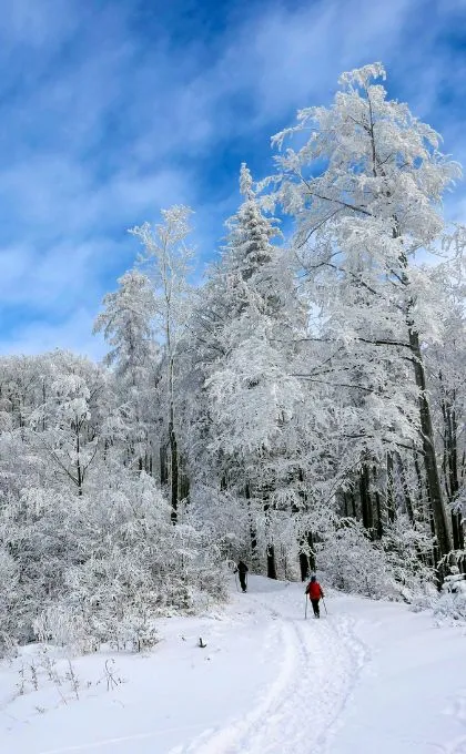 Zwei Personen wandern auf einem Pfad in einen verschneiten Wald in Schweden hinein.
