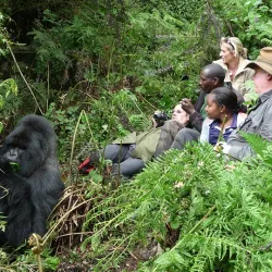 Touristen treffen auf einen Gorilla in Uganda
