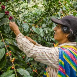 Besuche Alejandro auf seiner Kaffeeplantage in Peru