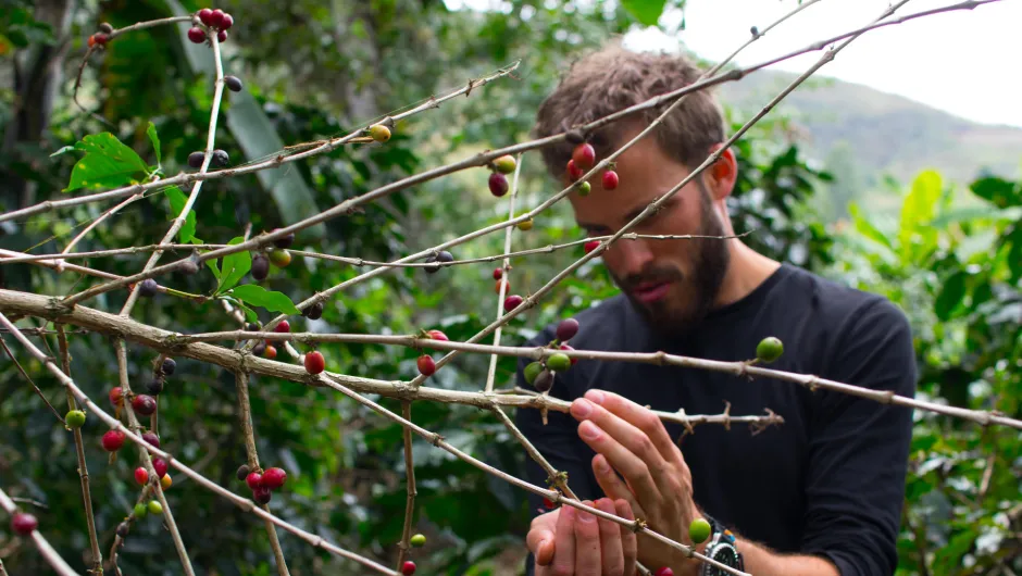 Ein Mann hält Kaffeebohnen auf der Kaffeeroute in Peru in der Hand