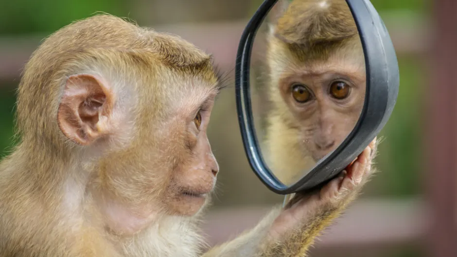 Ein Affe schaut fragend in einen Spiegel