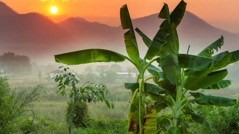 Ein Sonnenuntergang mit grünen Bananenpflanzen im Vordergrund