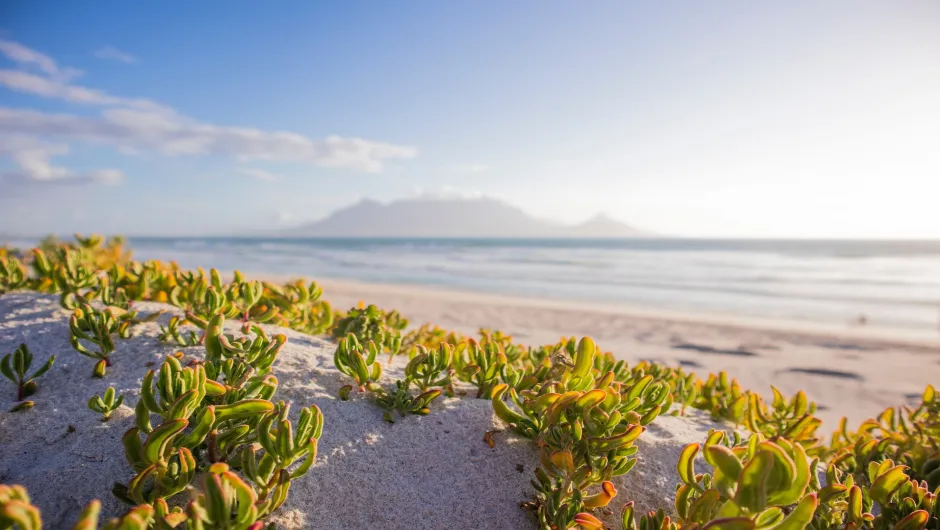 Warum Sie in der Green Season nach Südafrika sollten