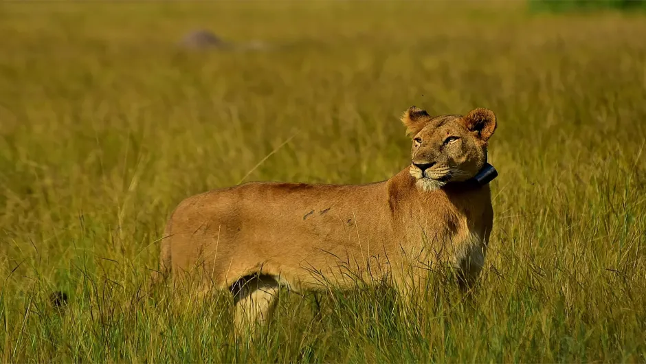 Löwe in der Wildnis Uganda