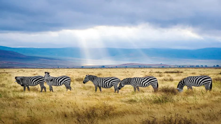 Zebras in wilder Natur in Tansania