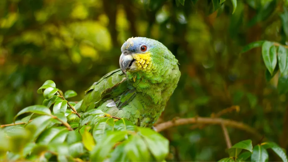 Papageien in Kolumbien mit Kindern entdecken