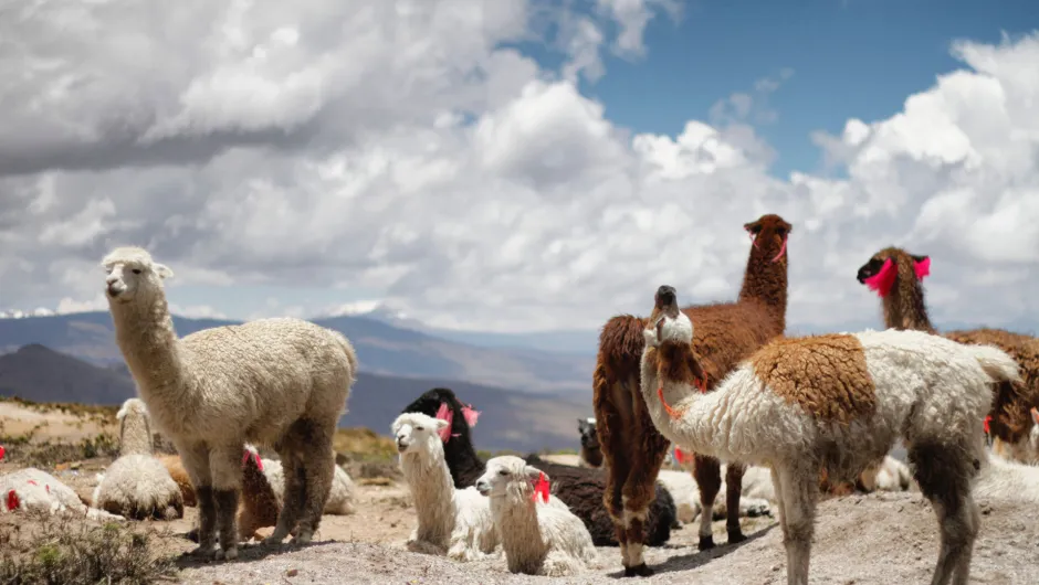 Lamas können bei einer Familienreise in Peru beobachtet werden