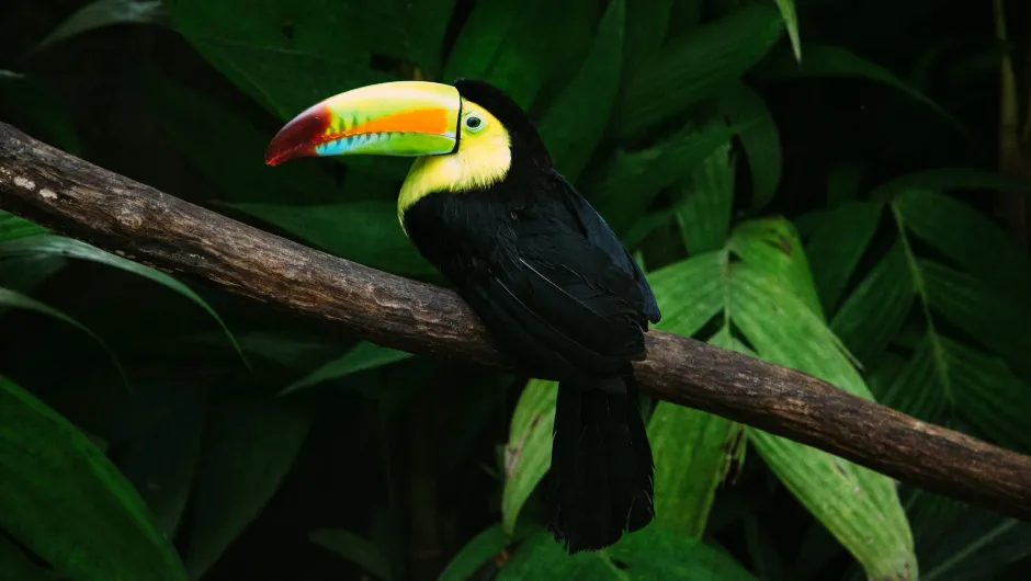 Ein Toucan sitzt in Costa Rica im Wald - so schützen Sie die Umwelt auf ihren Reisen bei fairAway