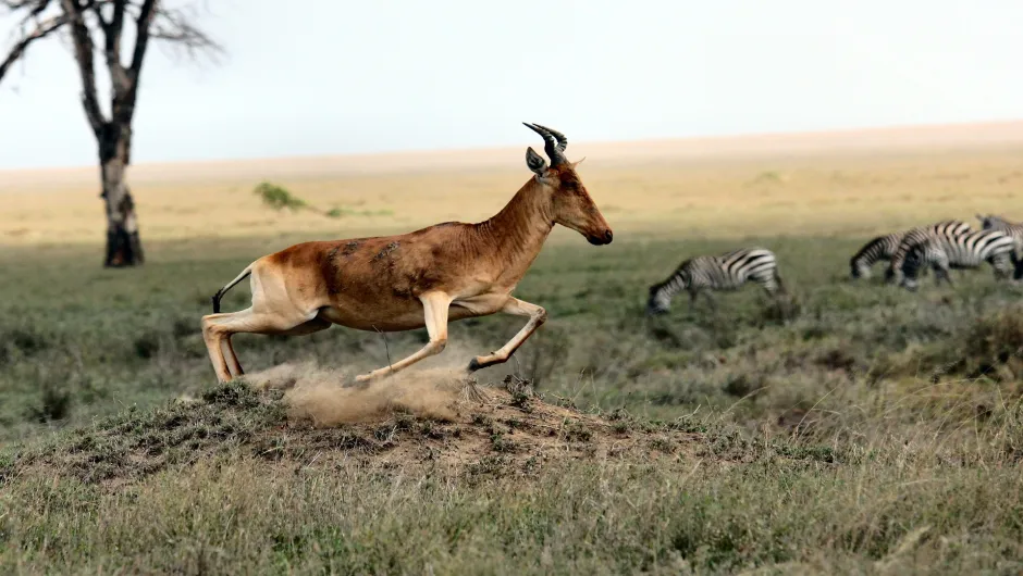 Eine Gazelle im Serengeti Nationalpark
