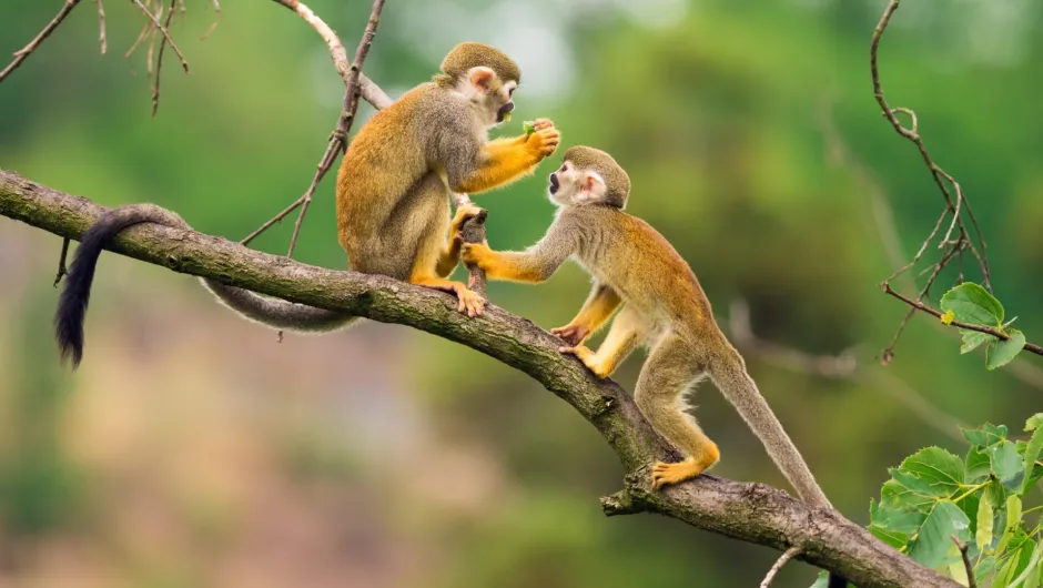 Entedecken Sie Affen bei Ihrem Urlaub in Suriname