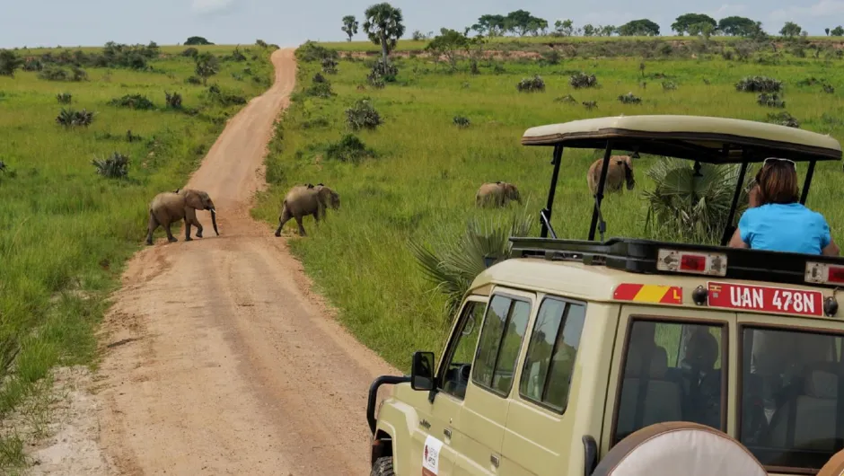 Mit dem Jeep auf Safari in Uganda