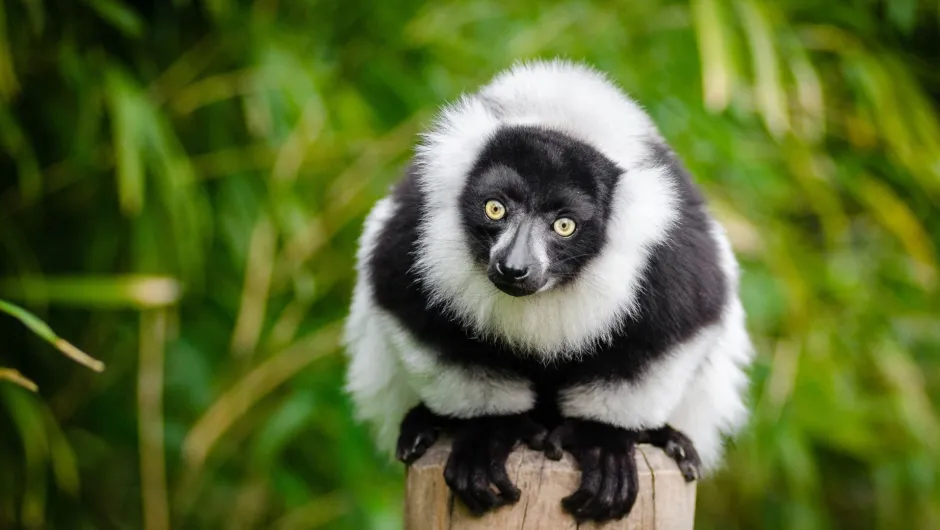 Madagaskar entdecken: 5 Gründe dafür