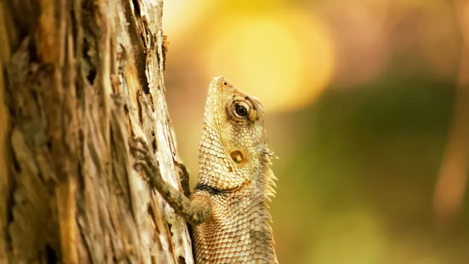 Diesen Gecko und andere Tiere können Sie in Sri Lanka entdecken - wir geben Ihnen Reisetipps!
