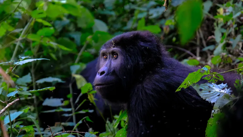 Ein Gorilla im Dschungel von Uganda, den Sie während ihrer Reise sehen können