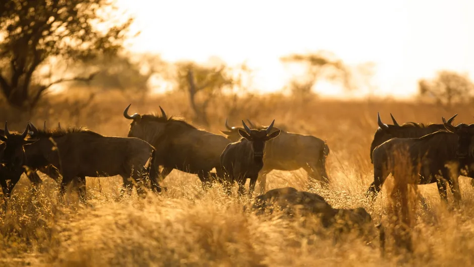 Gnus in der Wildnis Afrikas