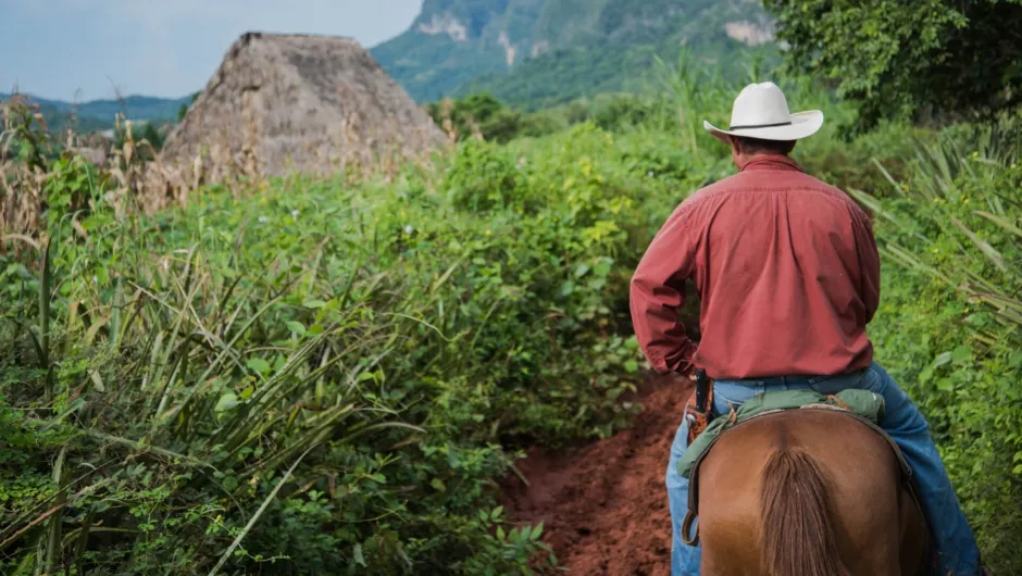 Kubaner auf einem Pferd zwischen den Tabakplantagen