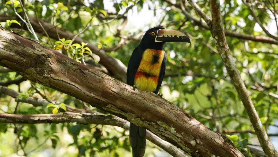 Panama Rundreise: wilde Tiere spotten