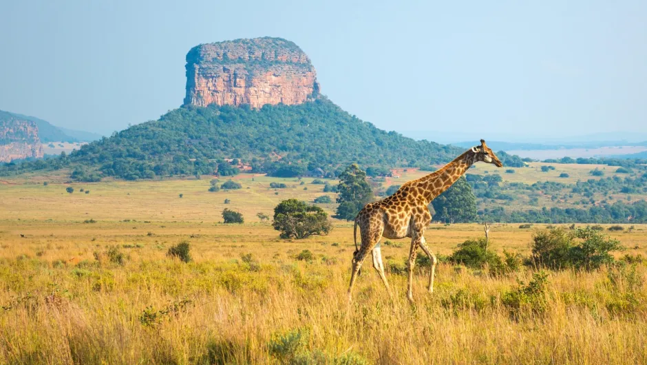 Nach Südafrika reisen