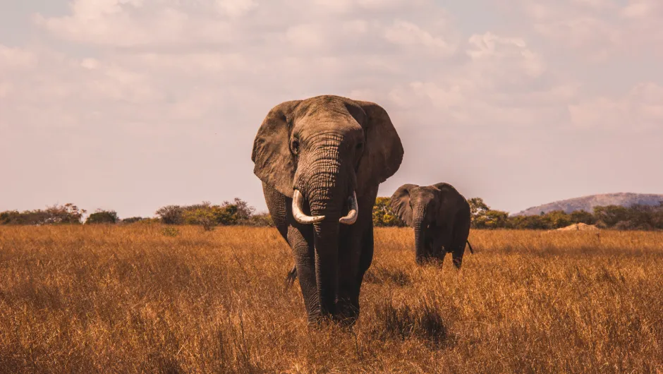 Einen Elefanten auf der Namibia Reise begegnen