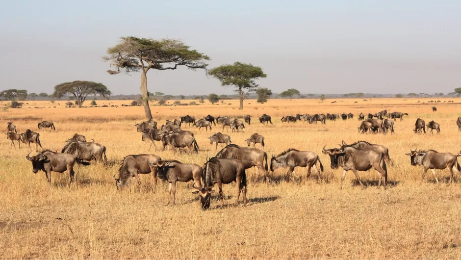 Gnuwanderung in der Serengeti in Tansania