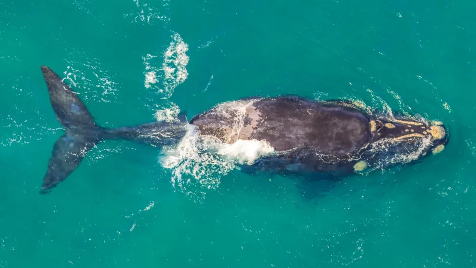 In Kapstadt Wale beobachten