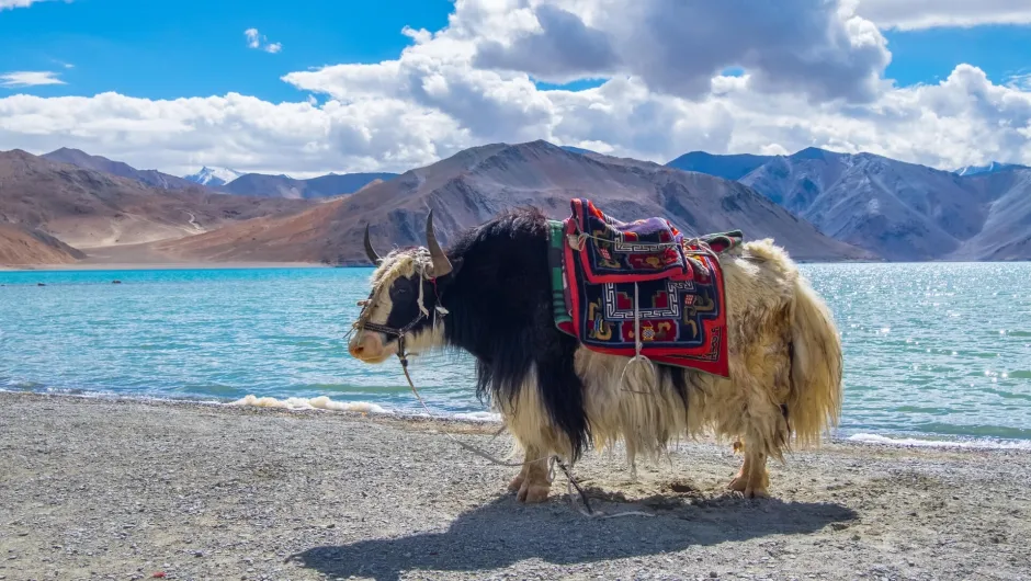 Nach Ladakh reisen