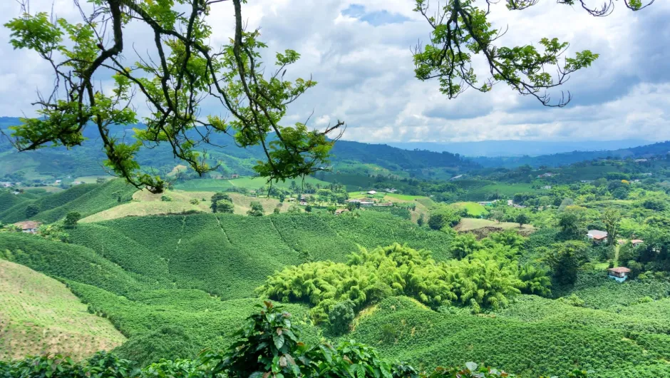 Kolumbien Reisetipps: Die Kaffeeregion