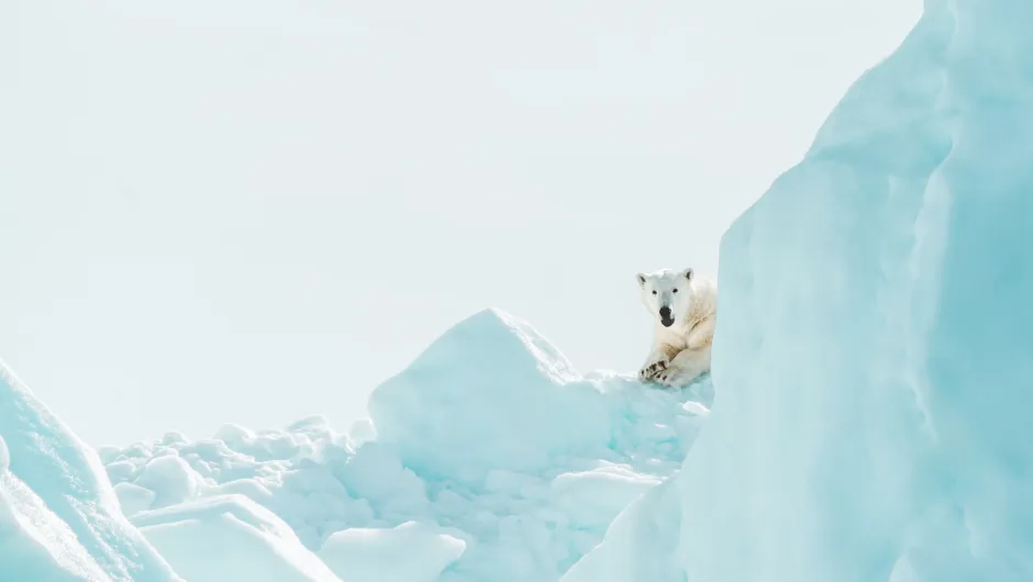 Ein Eisbär schaut von einer Eisscholle