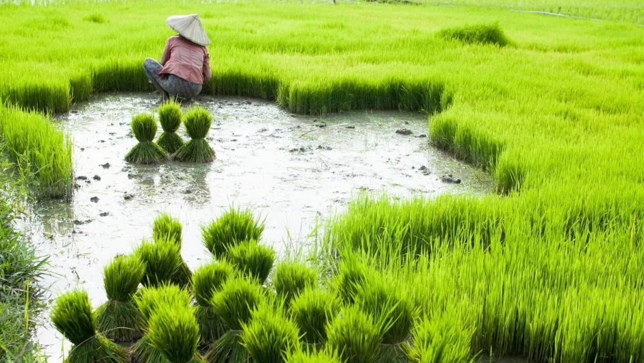 Aktivität in Luang Prabang, Laos: Reis anbauen