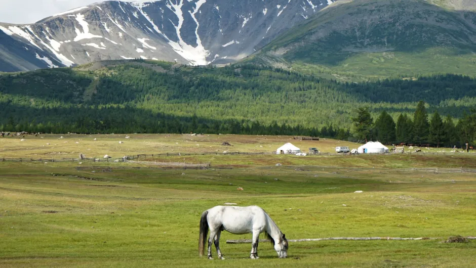 Ein Pferd steht in der schönen Landschaft der Mongolei, entdecke es auf deiner Reise