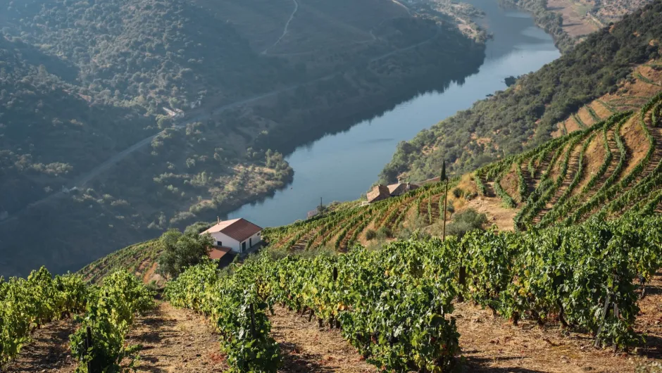 Weinberge entdecken auf der Rundreise durch Portugal mit dem Mietwagen