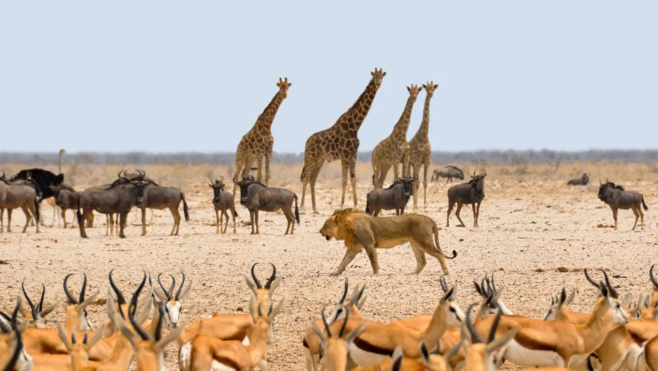 Blick auf eine Herde Tiere in Namibia