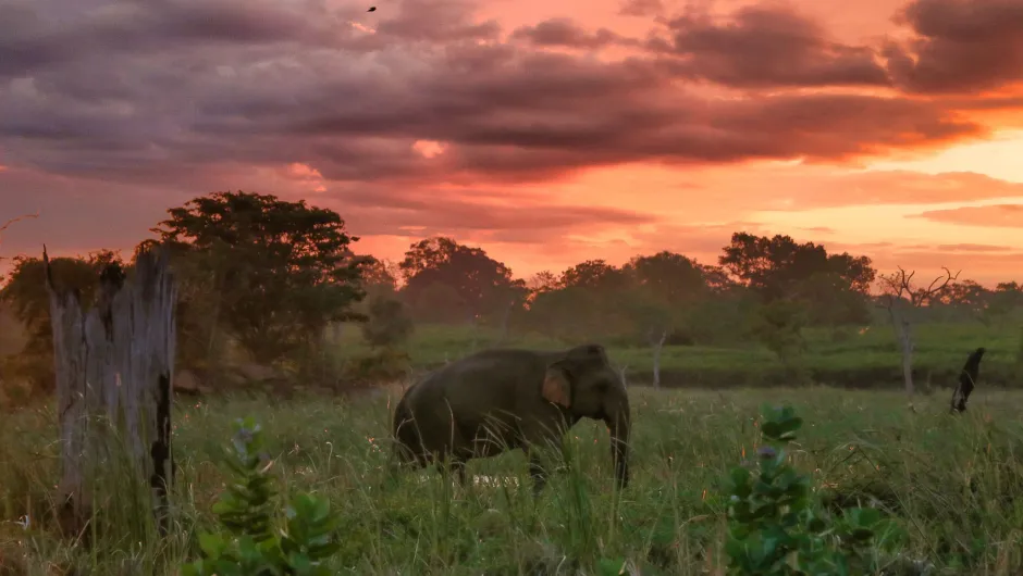 Ein Elefant läuft im Sonnenuntergang vor der Eco Lodge in Sri Lanka 