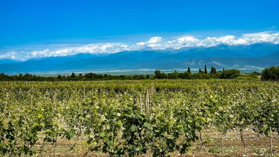 Entdecke tolle Weinberge auf deiner Georgien Weinreise