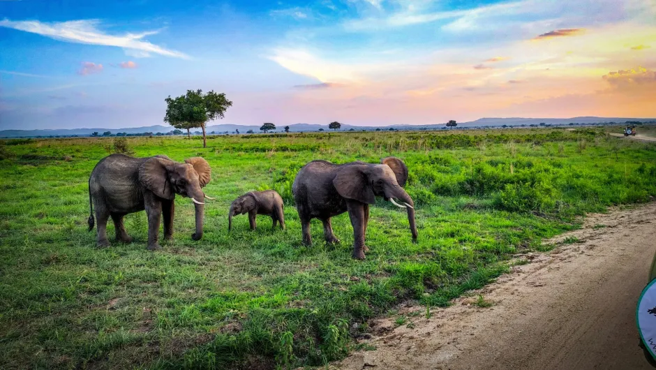 Safari in Tansania