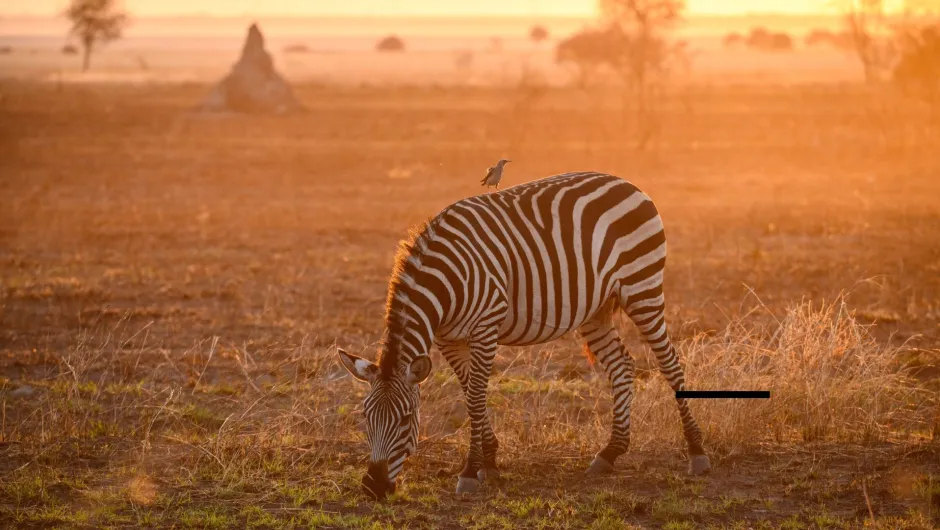 Entdecke Zebras auf deiner Uganda Fotoreise im September 2024