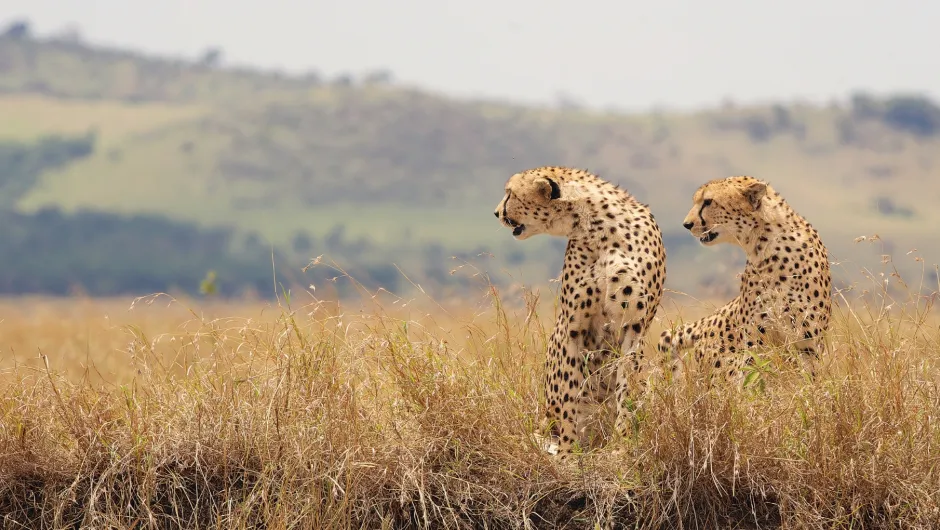 South Africa Leopard