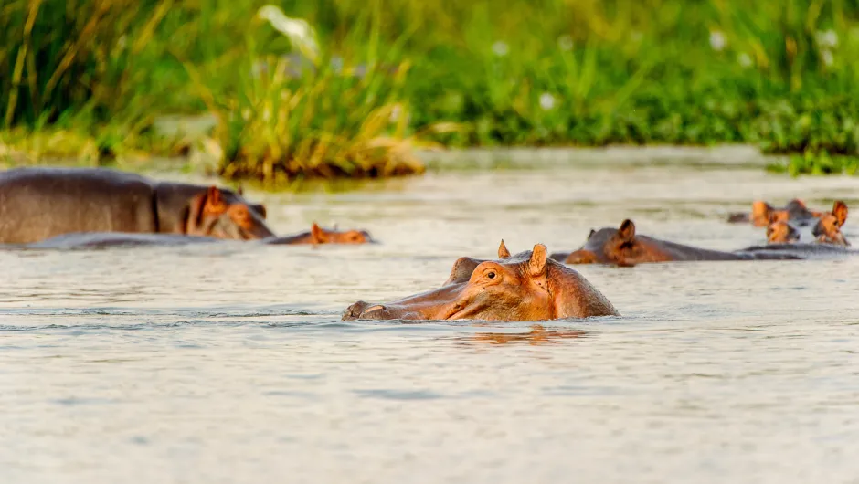 Entdecke Hippos bei deiner Uganda Tansania Reise