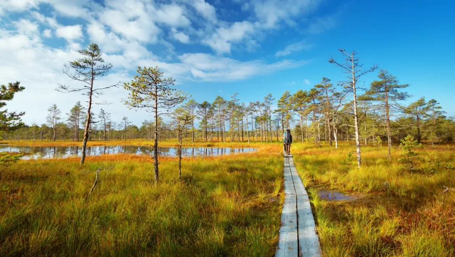 Aktivitäten im Baltikum - Wanderer auf dem holzigen Wanderweg im Nationalpark.