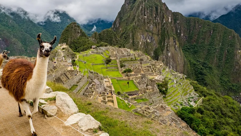 Was ist Ländertypisch für Peru. Ein Lama vor einer Sehenswürdigkeit zeigt dir den Weg. 