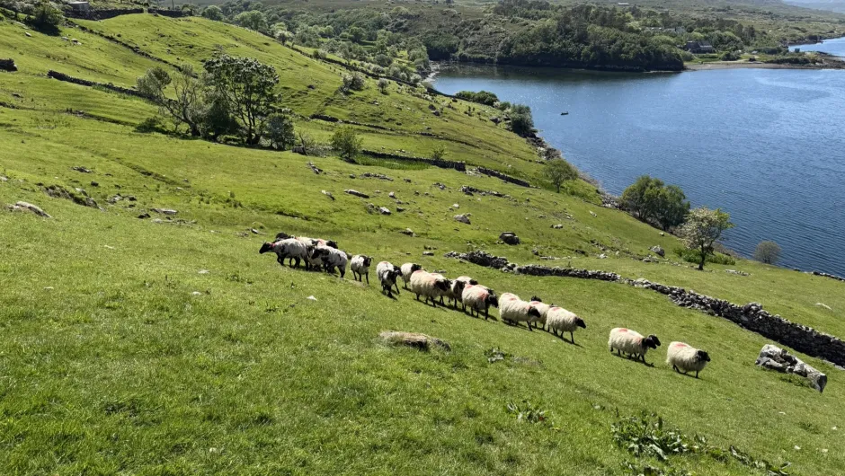 Mit dem Auto nach Irland, Schaffen auf der Wiese.