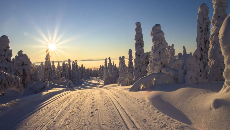 Landschaftsbild mit klarem Himmel, strahlender Sonne und schneebedeckten Bäumen.