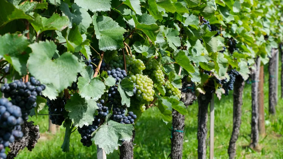 Weinreise durch Bulgarien, Weingarten.