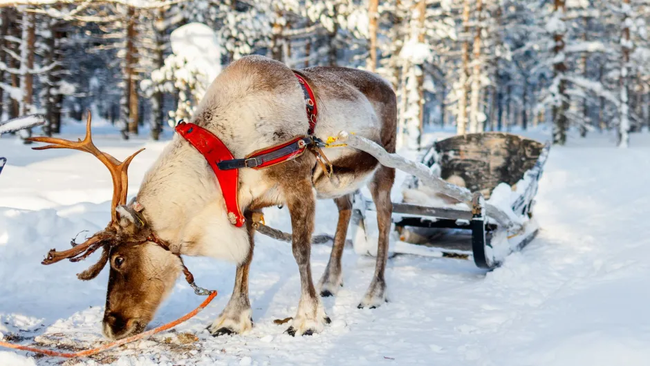 Informationen über Finnland.