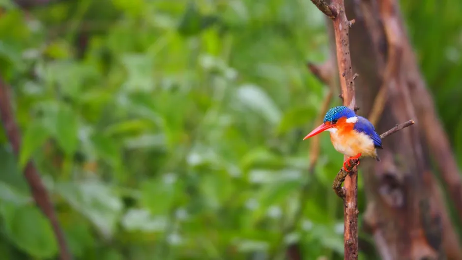 Informationen über Uganda: Bunter Vogel im Baum.